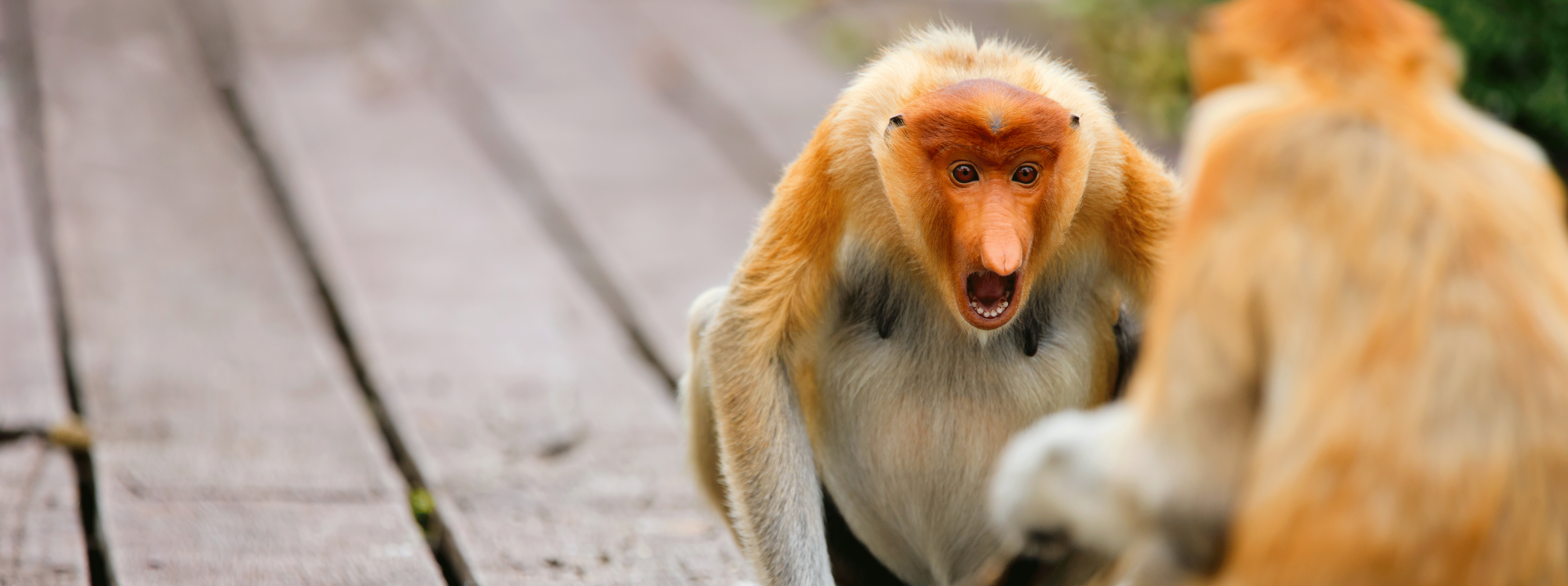 /resource/Images/borneo/headerimage/Proboscis-monkeys-on-Borneo.png